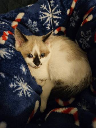 Ragdoll  Siamese  6 months kitten (Newport)63948404310018121
