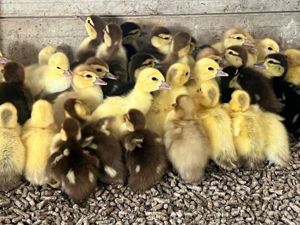 Muscovy Ducklings 1