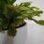 Christmas Zygo Blooming Cactus Plant in a Pot. 10 thumbnail