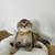 Scottish Fold Straight kittens 1 thumbnail
