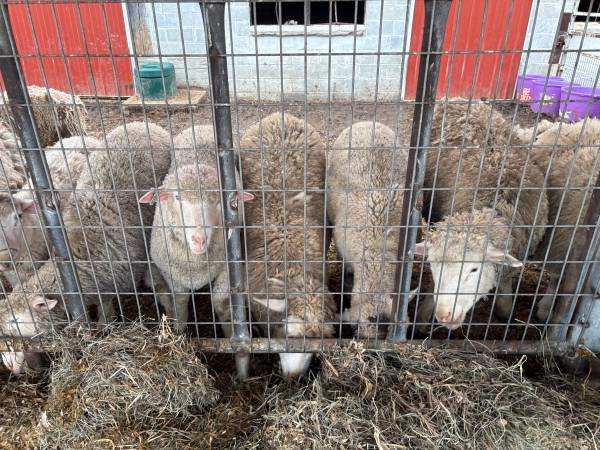 Lamb for sale 1