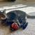 Cats for sale -Kiki & Lucky 4 thumbnail