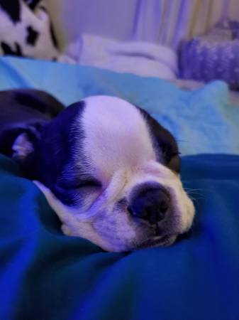 Boston terrier older pup Male (Goldsboro)63693721975427121