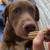 *** 1 1/2Yr Old Chocolate Lab*** 1 thumbnail