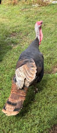 Heritage Tom Turkey 1