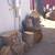 fire wood cut up logs - pine 11 thumbnail
