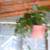 HOUSE PLANTS change price 2 thumbnail