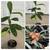 Sweet Loquat fruit tree Live Plant (枇杷) Nispero Pipa in 1 Gallon Pot 1 thumbnail
