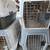 Assorted Animal Crates 5 thumbnail