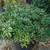 Pittosporum 8 thumbnail