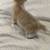 White Leopards, Savannah/ Highland Lynx 1 thumbnail