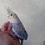 Baby cacatiel tame 3 thumbnail