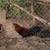 Roosters & hens 5 thumbnail