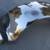 1958 Chevy Right-Front Fender Moldings 5 thumbnail