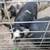 Young Kune Kune Boars 5 thumbnail