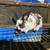 New Zealand rabbits for sale 1 thumbnail