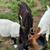 Goats for sale 12 thumbnail