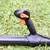 Stihl BR 350 - Pro Leaf - Grass - Debris Blower - S117 3 thumbnail