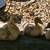 Muscovy Ducks, 6weeks-13weeks 4 thumbnail