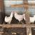 Pullets hens 2 thumbnail