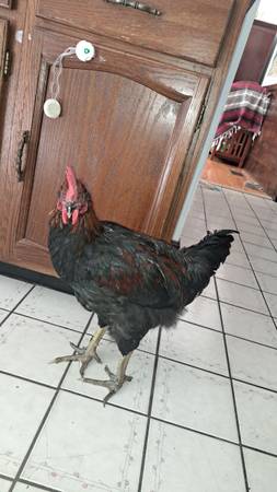 Gallo grande necesita hogar (Andover)63700641374467122