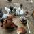 Chickens 6 thumbnail