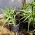 Large Aloe Succulents - drought tolerant - 10 for $50 1 thumbnail
