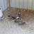 Peacocks/chick's 4 thumbnail
