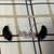Brand new Bluetooth hearing aids 3 thumbnail