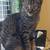 Male Tabby Cat Needs New Home 1 thumbnail