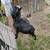 Nigerian Goats 1 thumbnail