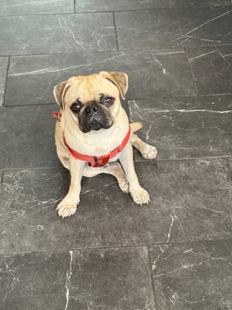 Pug macho (Fort McCoy)63899301596290121
