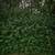 Invasive Shrub Removal 1 thumbnail
