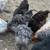 Roosters 6 thumbnail
