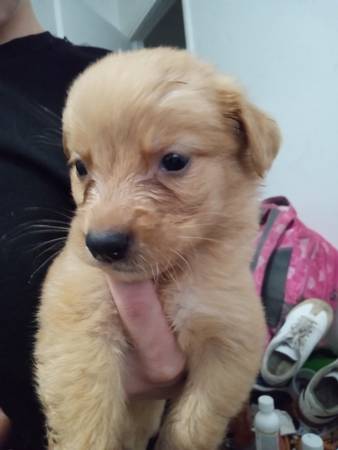 Husky pit mix puppy 1