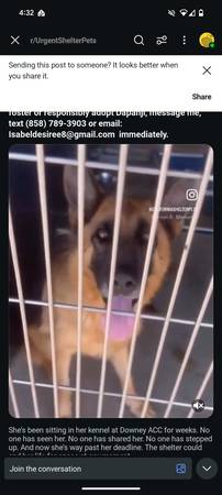 Gentle and friendly German Shepherd (Carmichael)63881395678467121