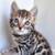 HealthyKittyBengal 2 thumbnail