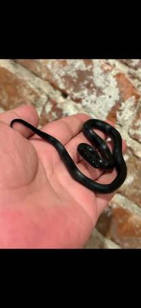 King Snake Collection (Yonkers)63690119448449123