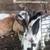 Rabbits- bunnies (New Zealand’s) 14 thumbnail