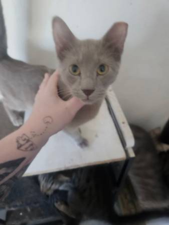 GATITOS (SUMMERFIELD)63387993177089121