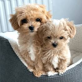 Maltipoo pups Gorgeous 1