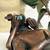 Small Bronze Tibetan Statue 5 thumbnail