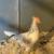 Icelandic Roosters 4 thumbnail
