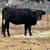 Lil over a year old heifer 1 thumbnail