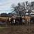 8 bred braford heifers 9 thumbnail