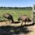 Emu pair 2 thumbnail