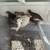 Quail Eggs and Birds, Pure Gene Celedon and Jumbo XXL Texas A and M, many others 3 thumbnail