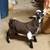 Goats 9 thumbnail
