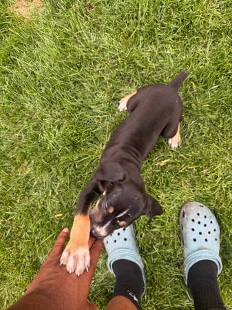 Corso x Rotti Mix (Henderson)63860185867011122