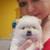 Pomeranian 3 thumbnail